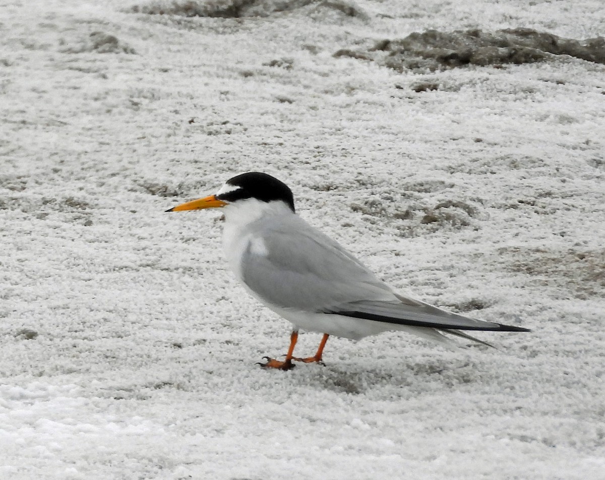 Little Tern - ML608294814