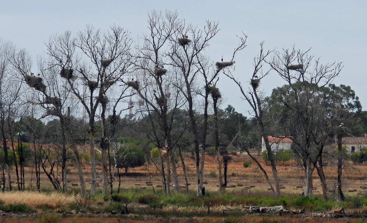 White Stork - ML608294818