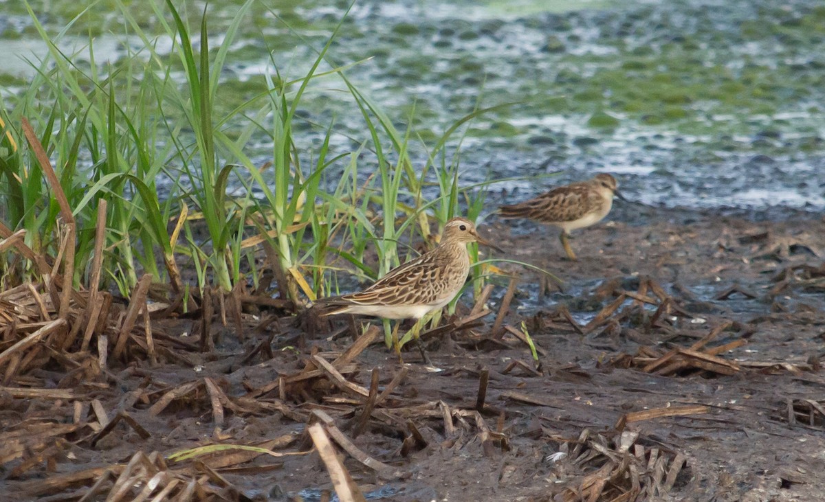 Bécasseau à poitrine cendrée - ML608294826