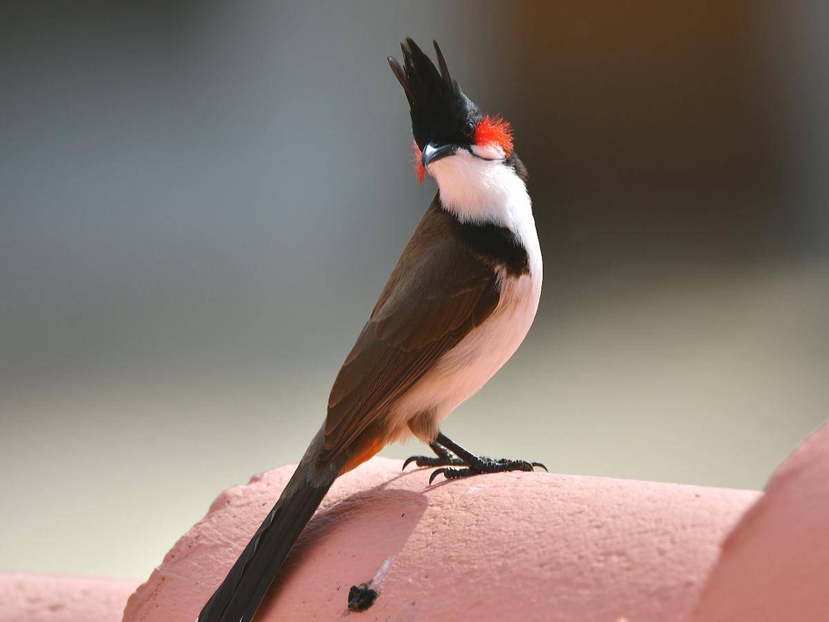 Red-whiskered Bulbul - Claudio Danesi