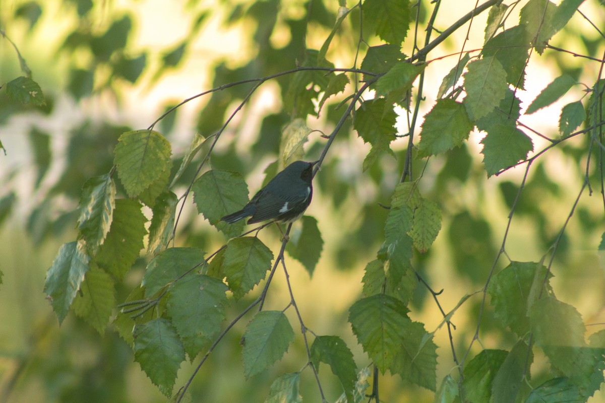 Black-throated Blue Warbler - ML608294864