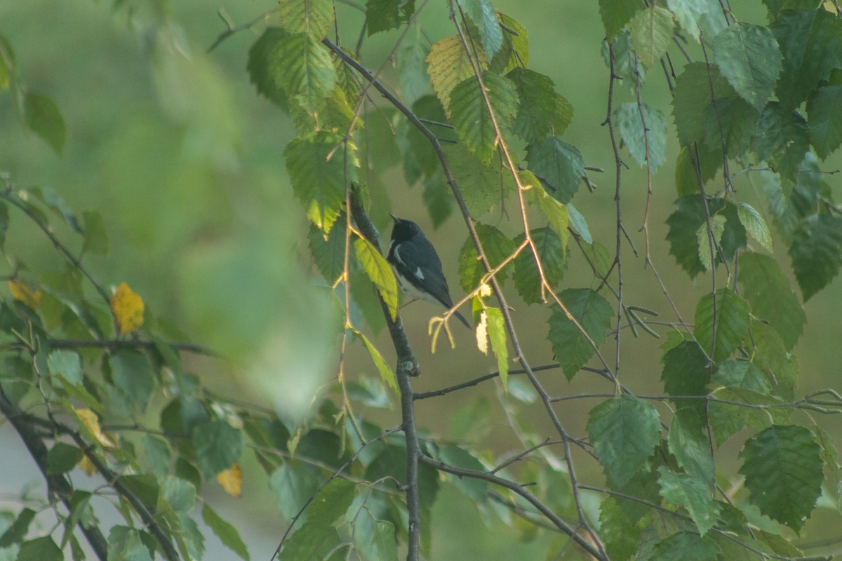 Black-throated Blue Warbler - ML608294866