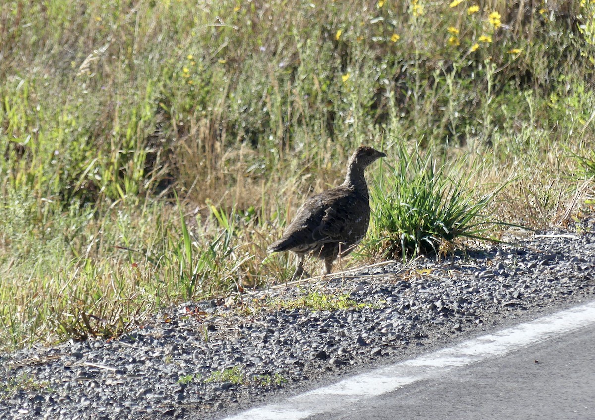 Dusky Grouse - ML608294935