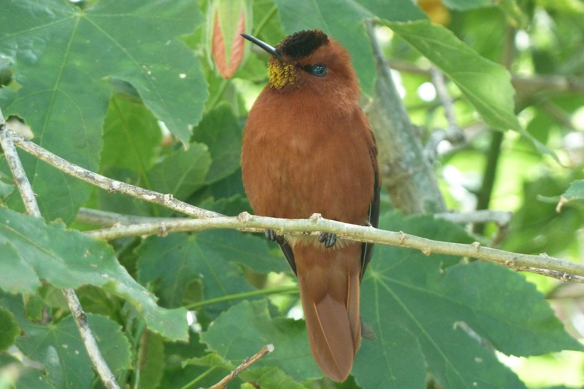 Colibrí de Juan Fernández - ML608294940