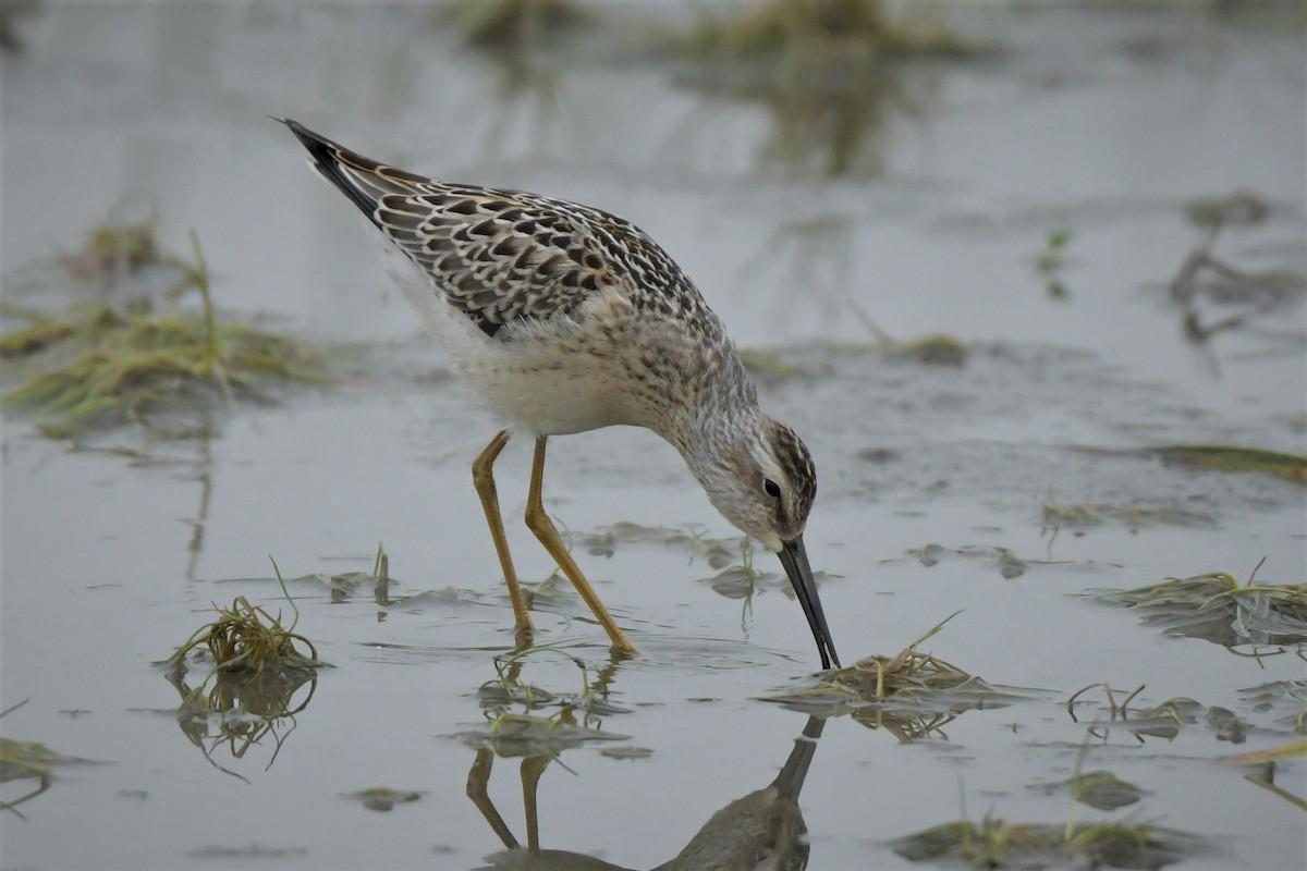 Stilt Sandpiper - ML608294994