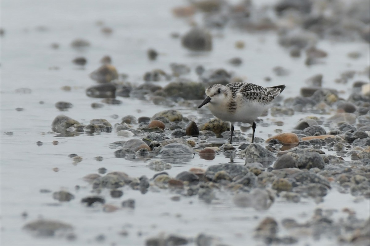 Sanderling - ML608295031