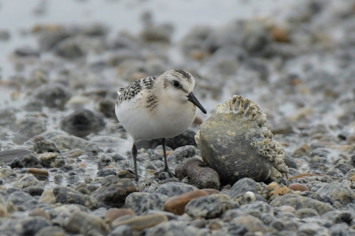 Sanderling - ML608295036