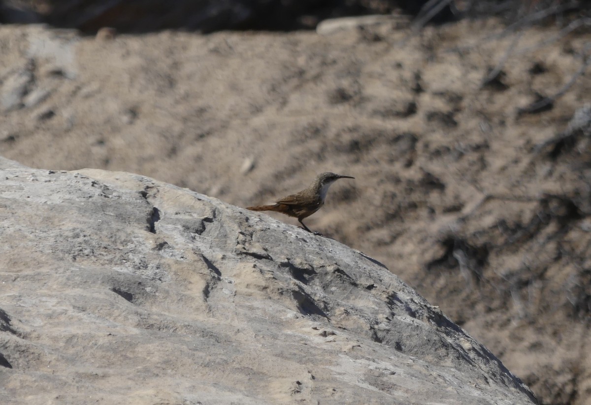 Canyon Wren - ML608295046