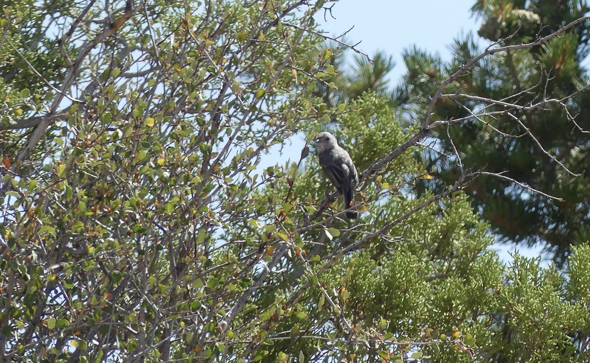 Gray Vireo - ML608295049