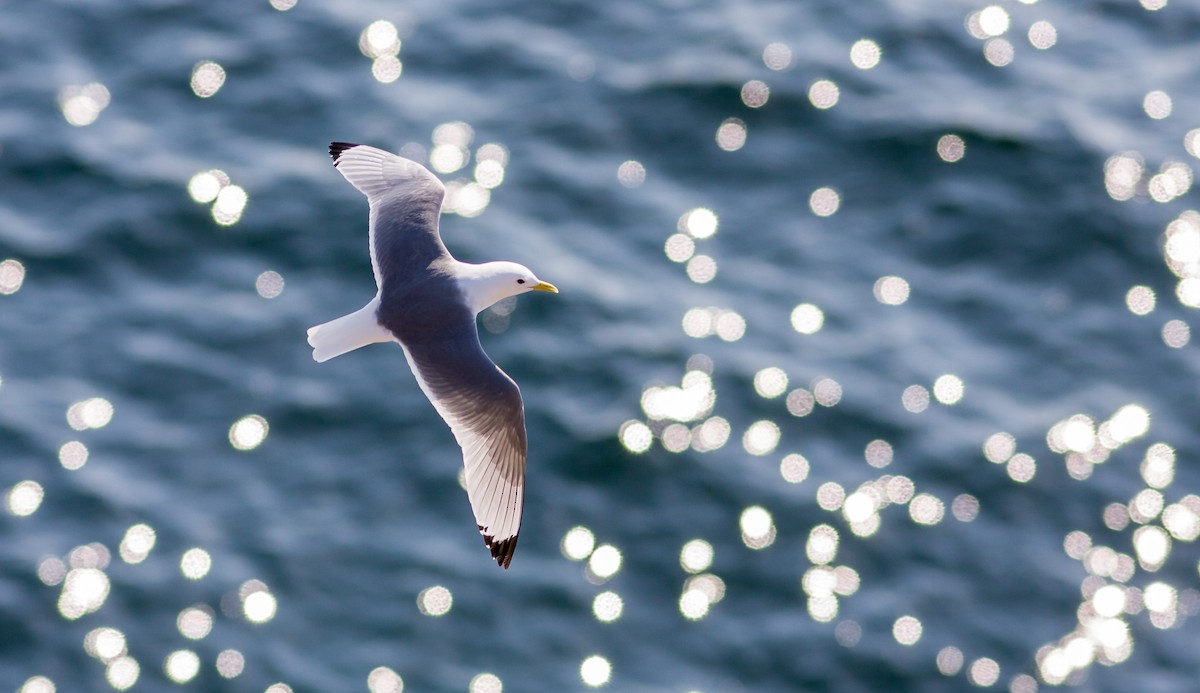 Black-legged Kittiwake - Anonymous