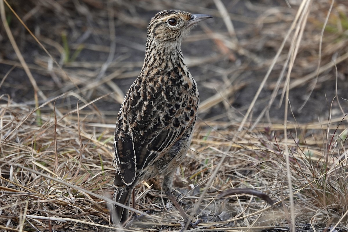 Rufous-naped Lark - ML608295291