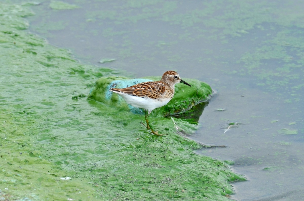 Least Sandpiper - ML608295328