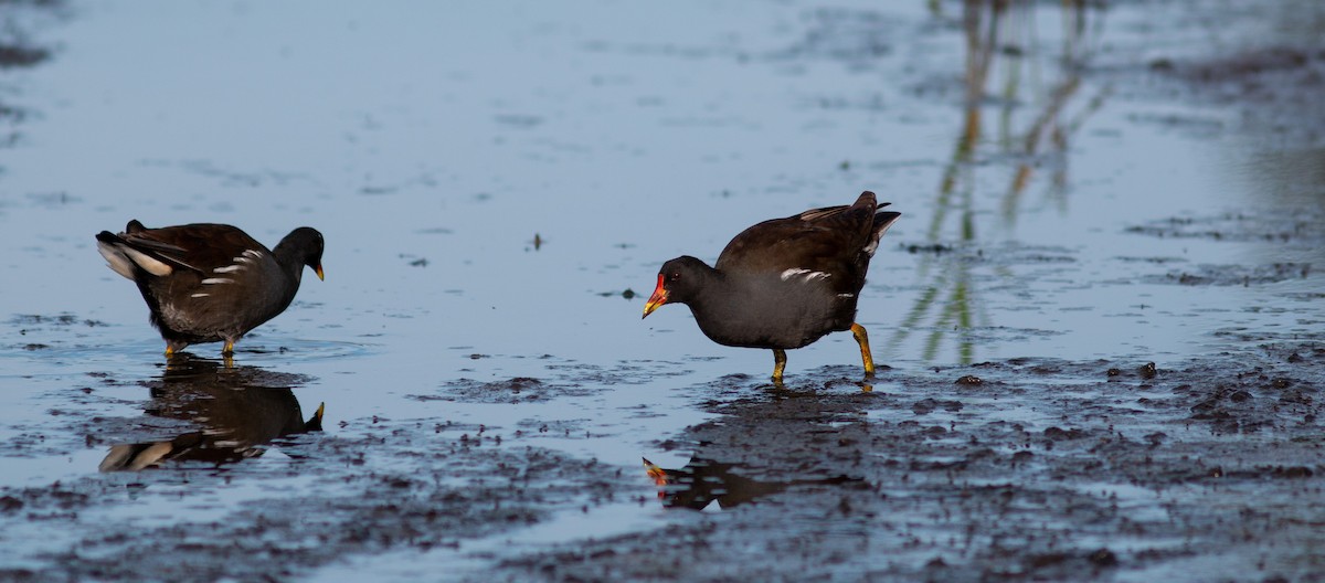 Eurasian Moorhen - ML608295381