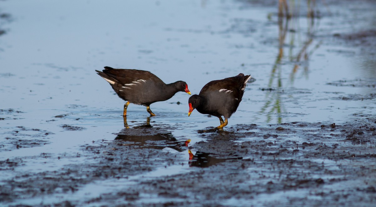 Eurasian Moorhen - ML608295382