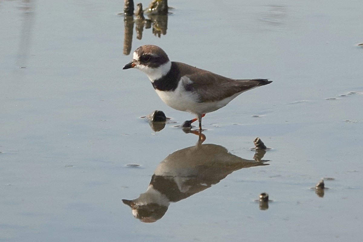 Semipalmated Plover - Vince Elia