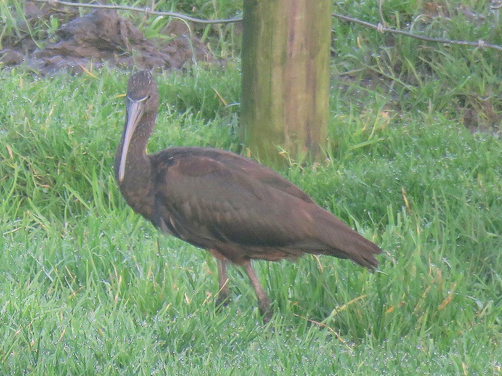 Glossy Ibis - ML608295436