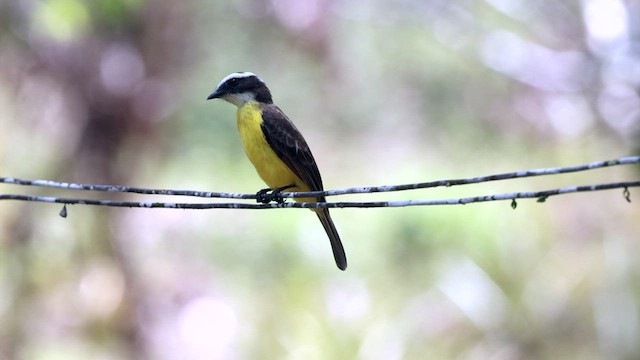 Rusty-margined Flycatcher - ML608295468