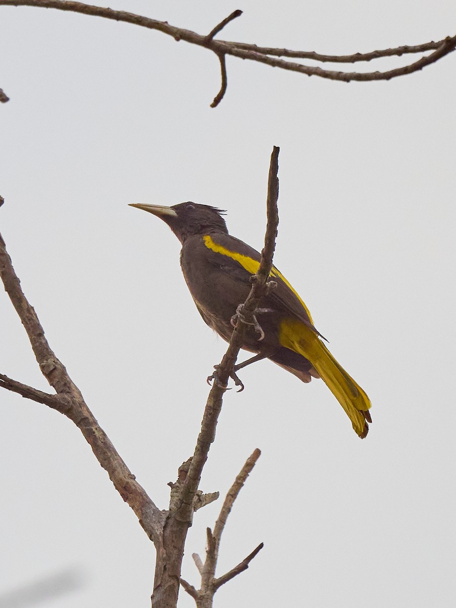 Yellow-winged Cacique - ML608295540