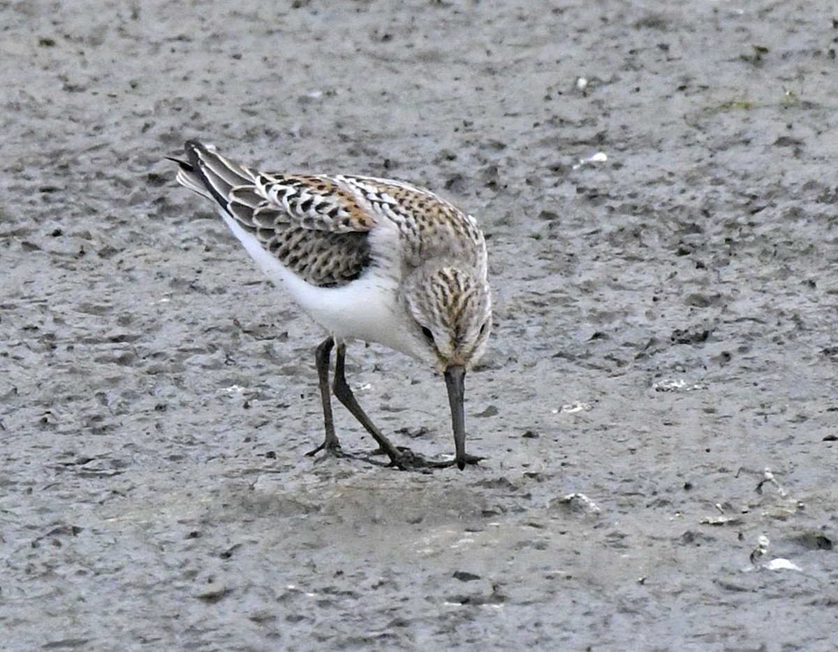 Western Sandpiper - ML608295624