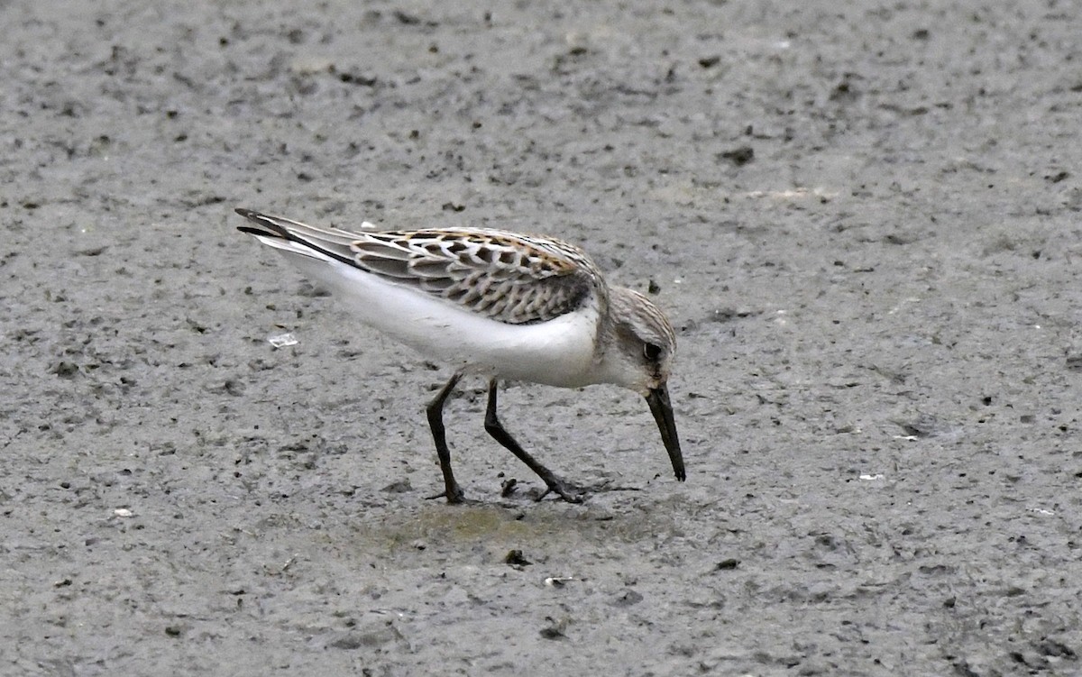 Western Sandpiper - ML608295625