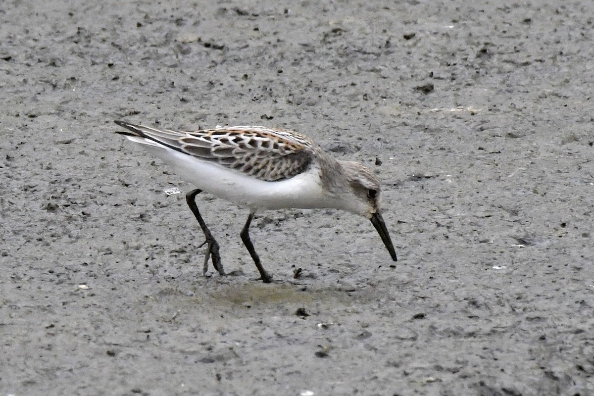 Western Sandpiper - ML608295629