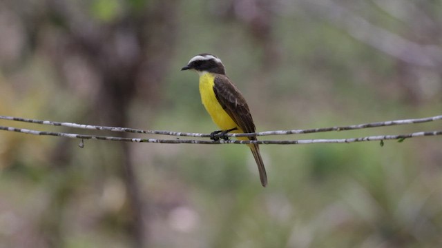 Rusty-margined Flycatcher - ML608295798