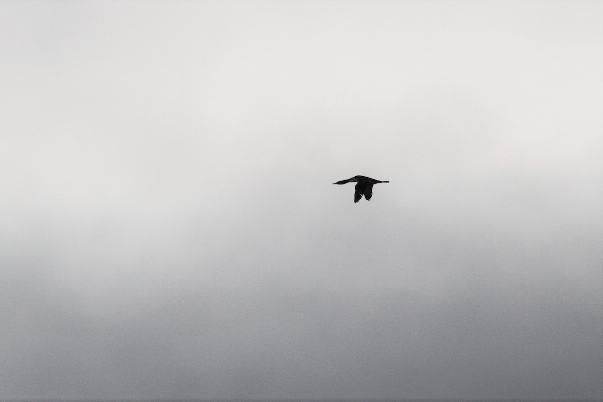 Red-throated Loon - ML608295850