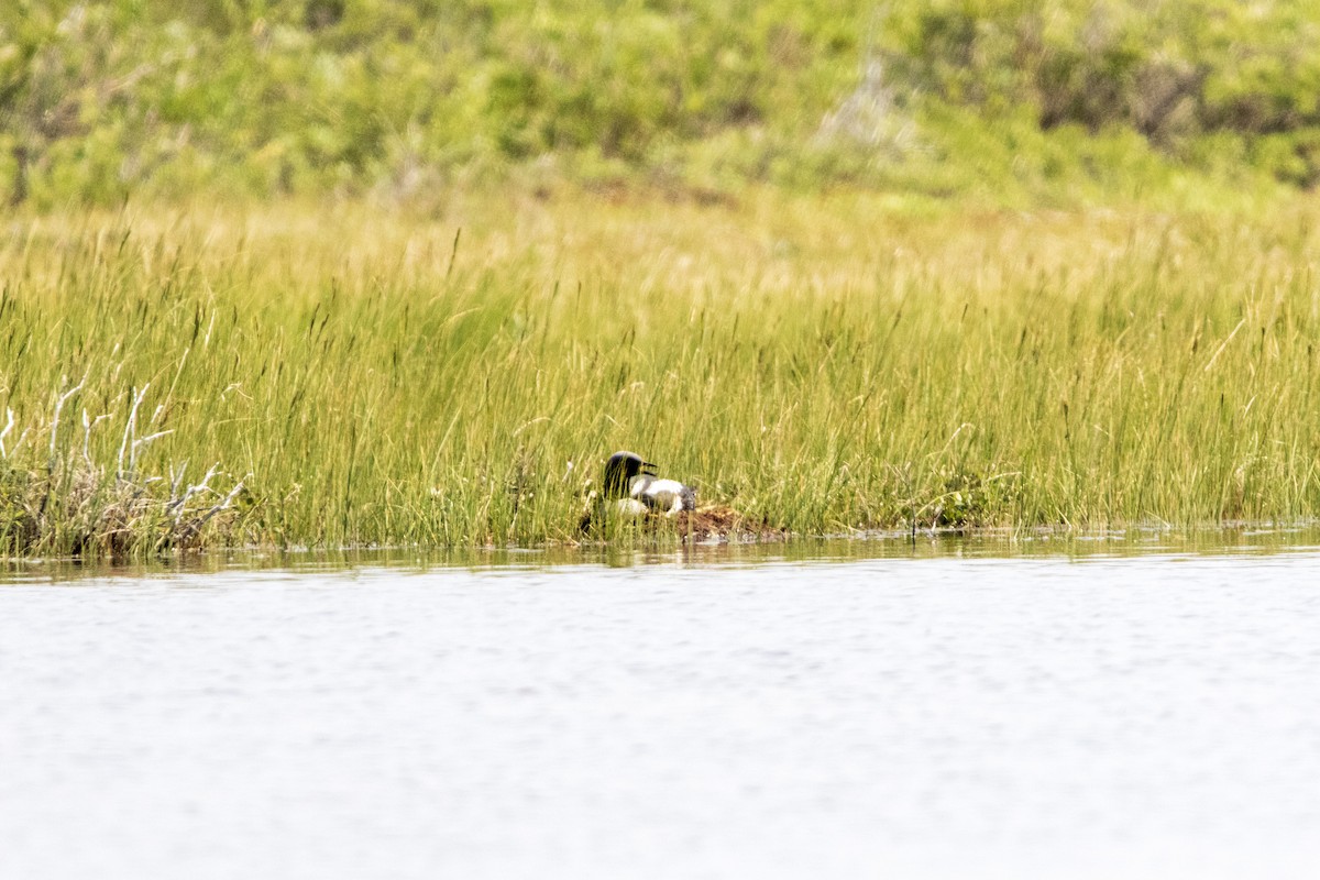 Red-throated Loon - ML608295905