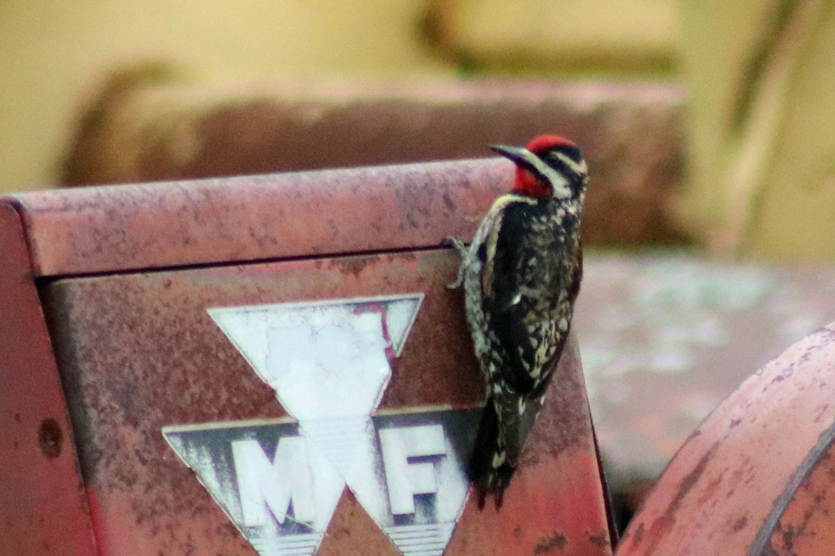 Yellow-bellied Sapsucker - ML608296009