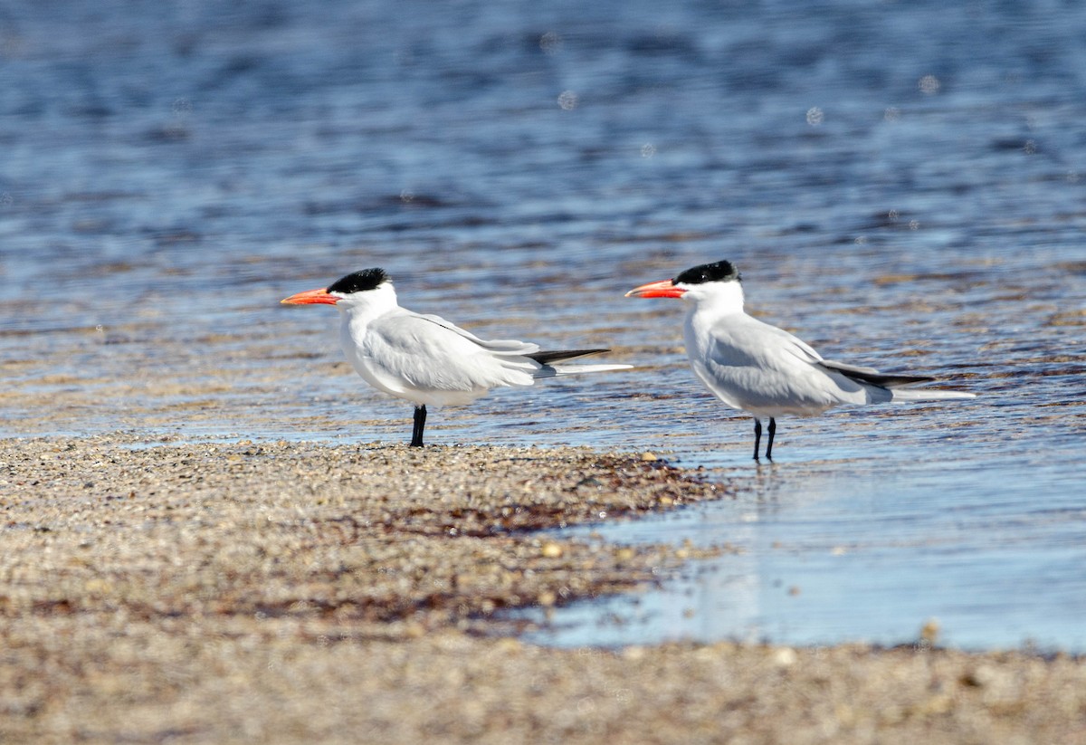 Caspian Tern - ML608296010