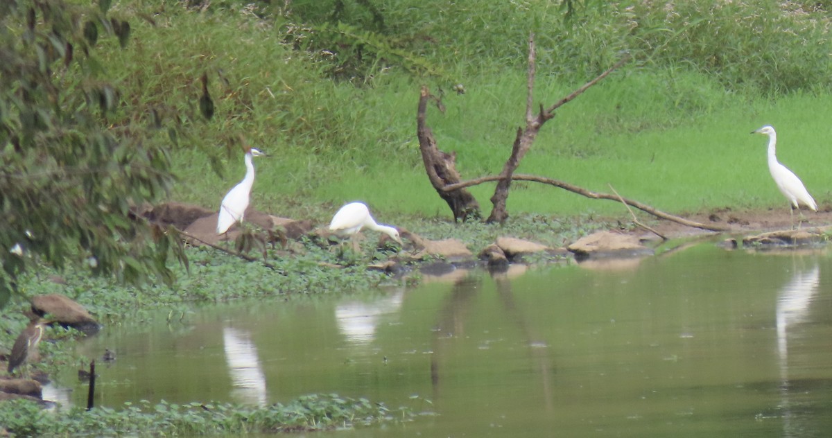 Little Blue Heron - ML608296127