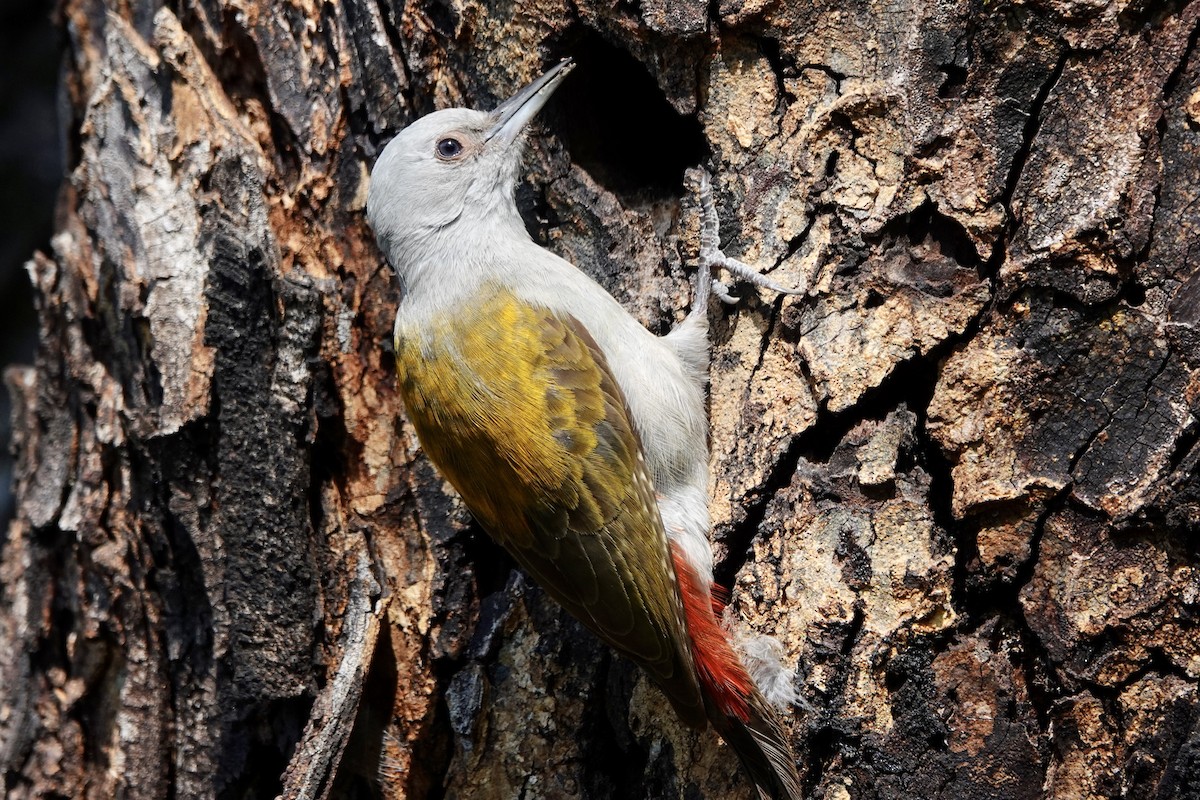 Mountain Gray Woodpecker - ML608296133