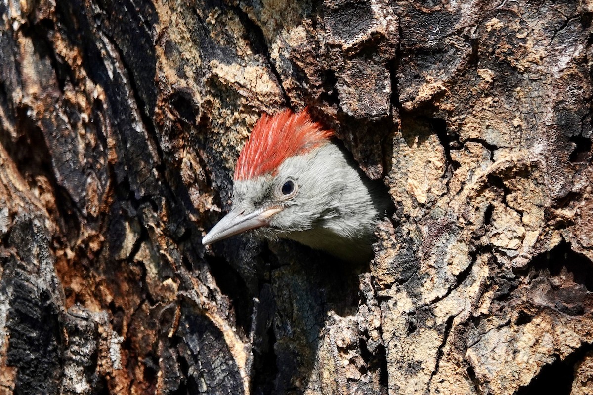 Mountain Gray Woodpecker - ML608296136