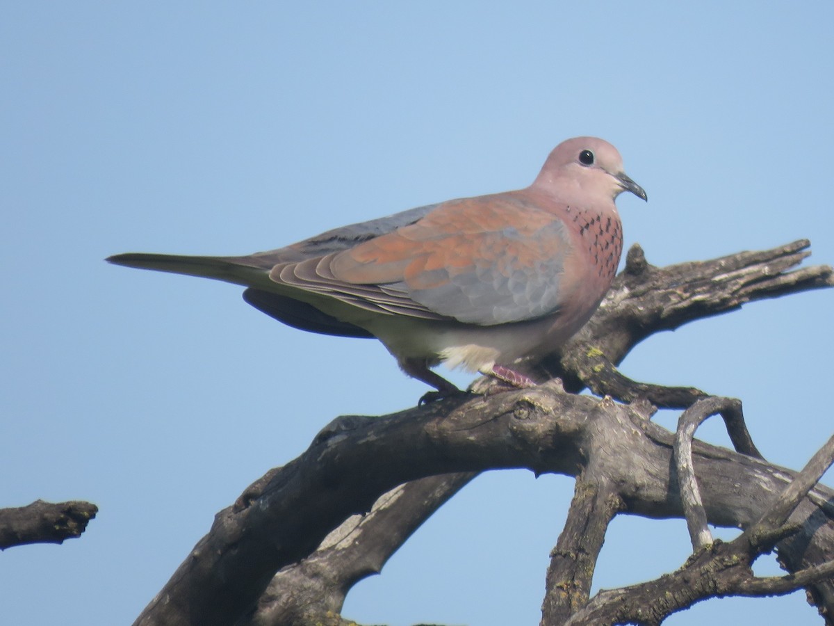 Laughing Dove - ML608296138
