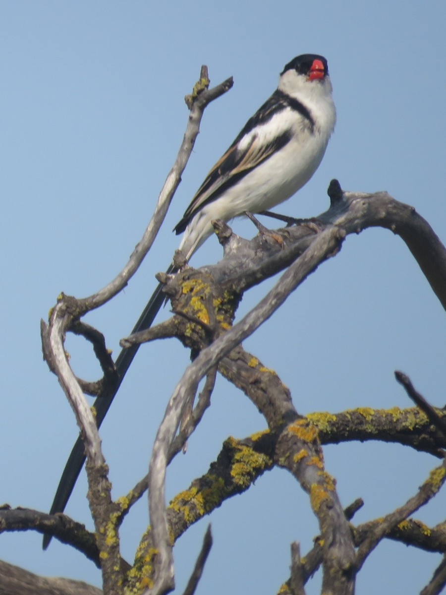 Pin-tailed Whydah - ML608296150