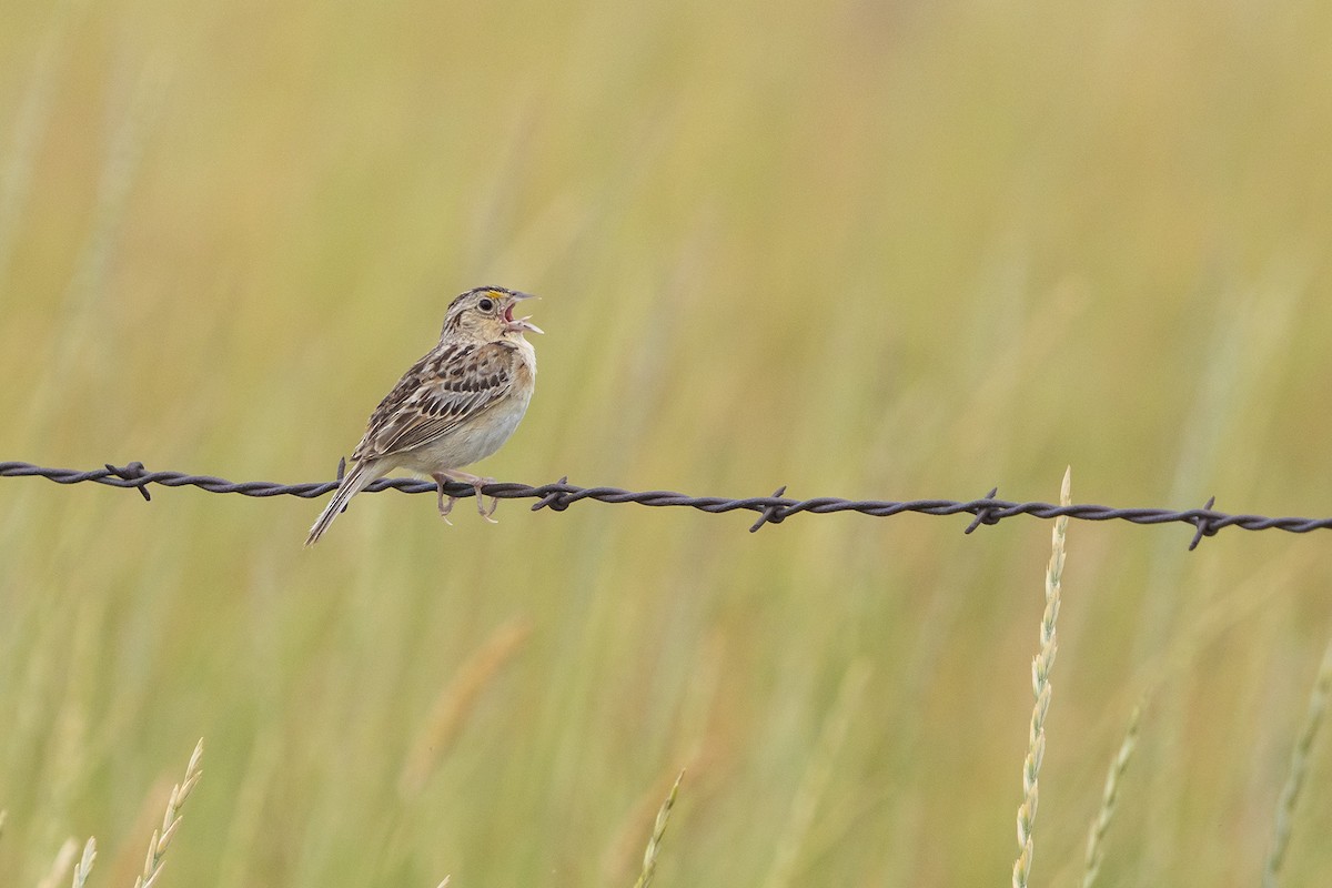 Grasshopper Sparrow - ML608296163