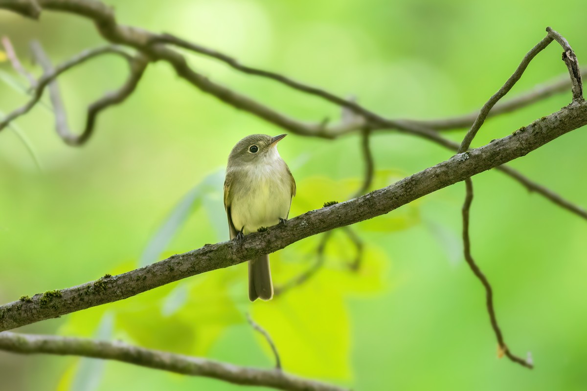 Acadian Flycatcher - ML608296211