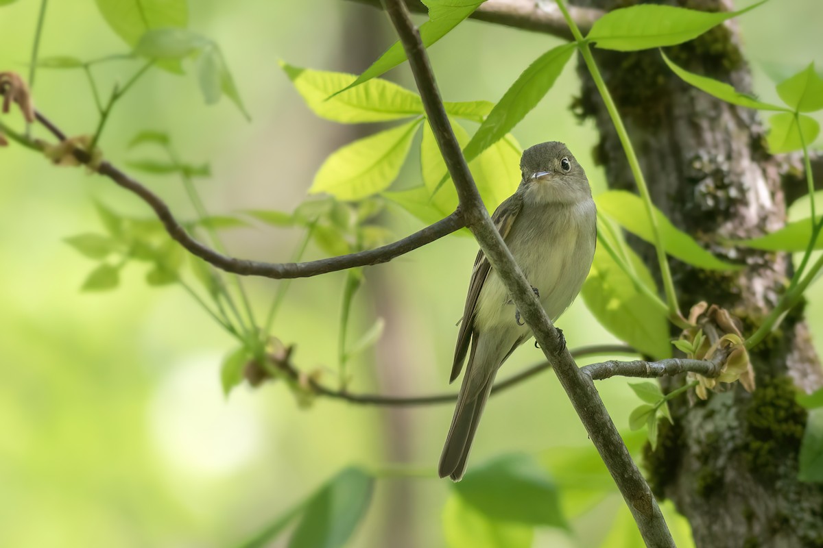 Acadian Flycatcher - ML608296212