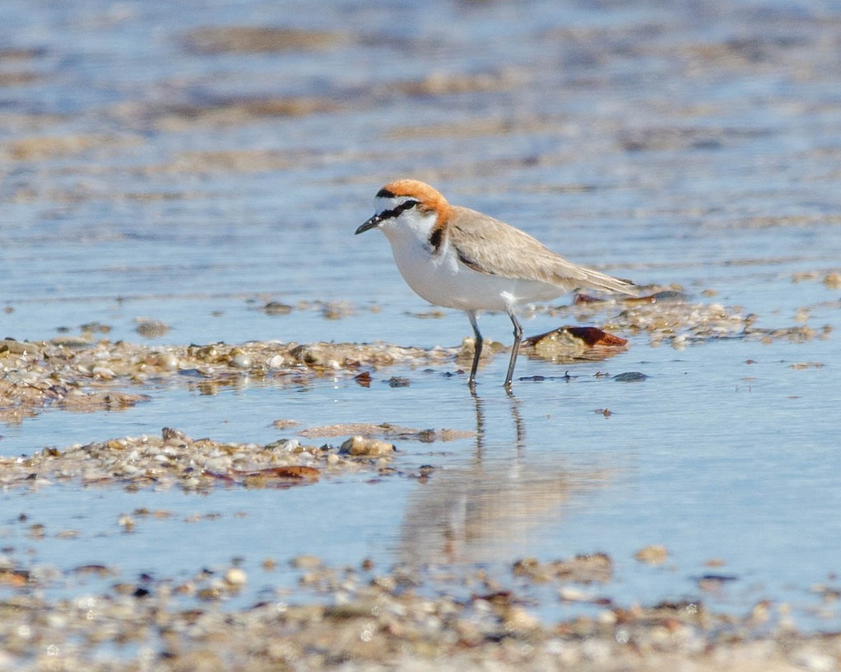Red-capped Plover - ML608296235