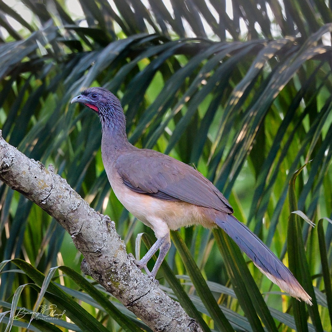 West Mexican Chachalaca - ML608296264