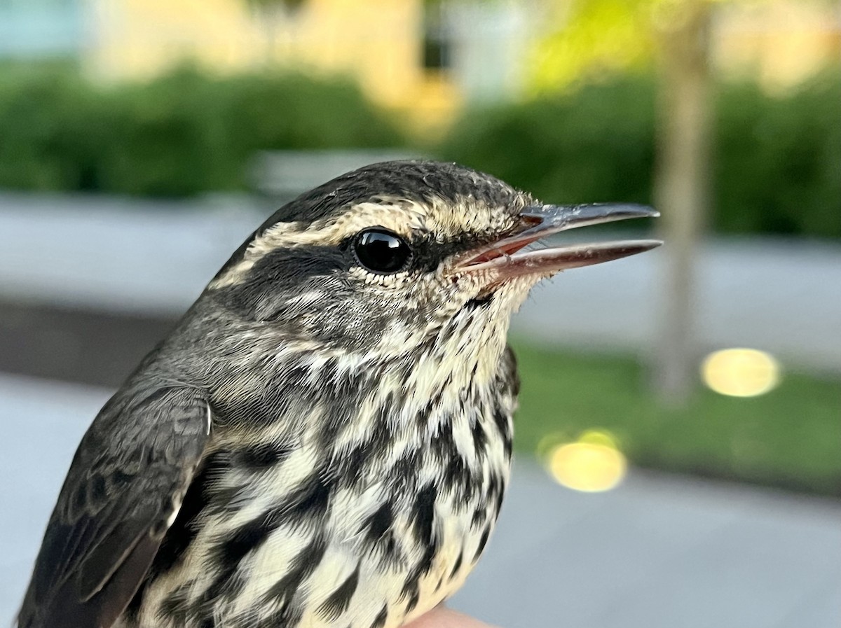 Northern Waterthrush - ML608296328