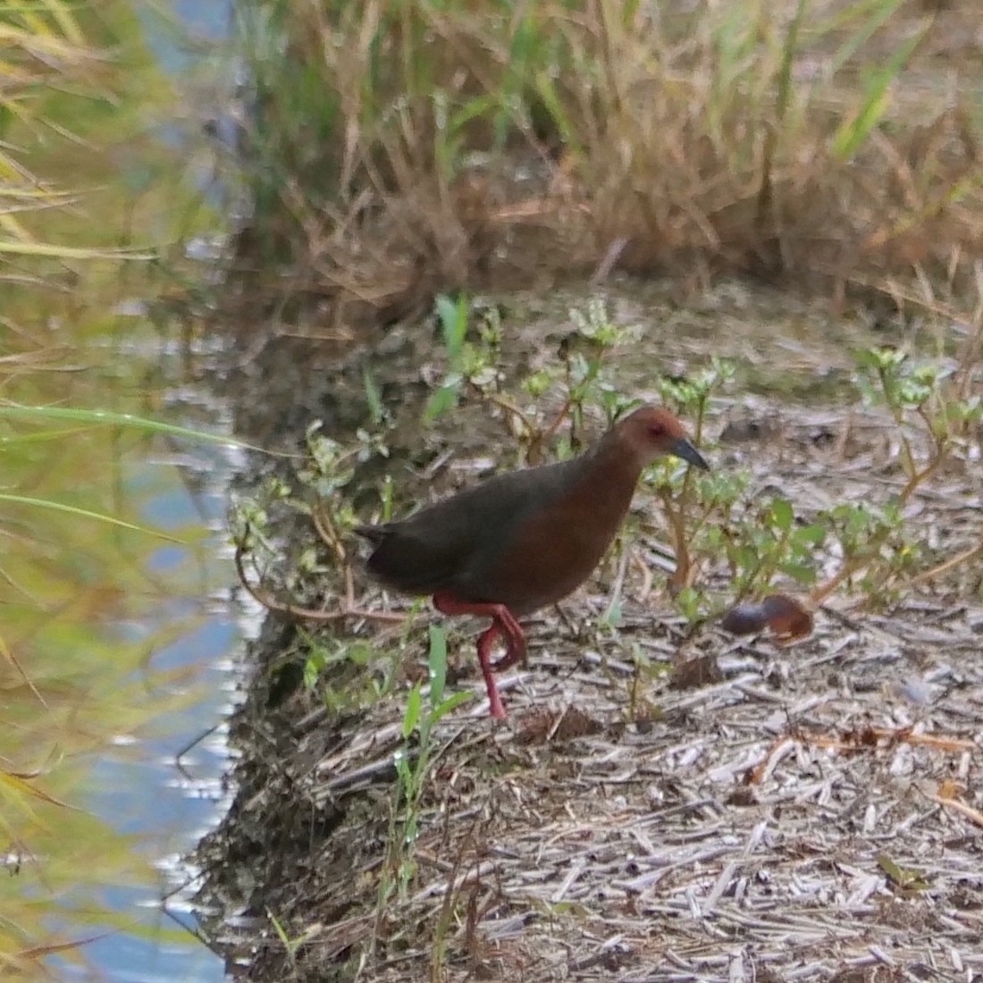 Ruddy-breasted Crake - ML608296343