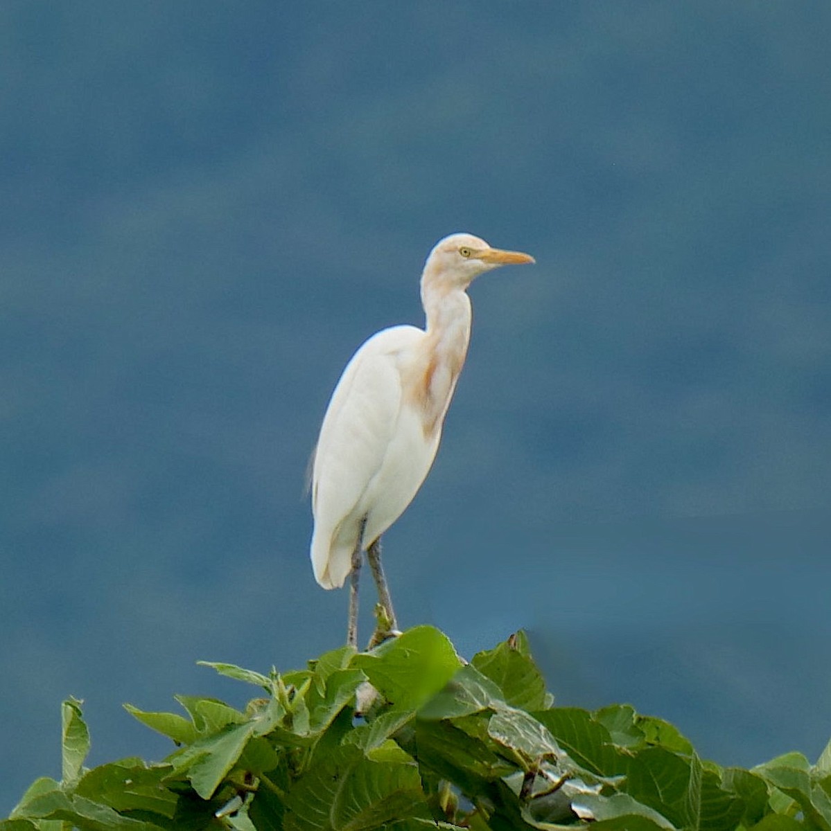 Eastern Cattle Egret - ML608296347