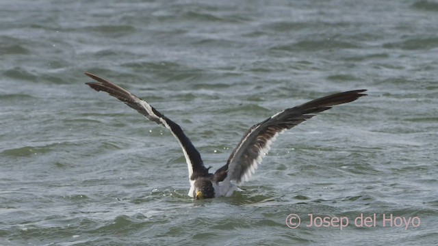 Belcher's Gull - ML608296380