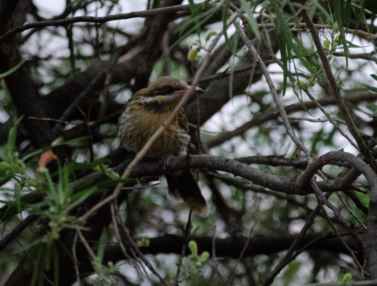 Spiny-cheeked Honeyeater - Joaquin Muñoz