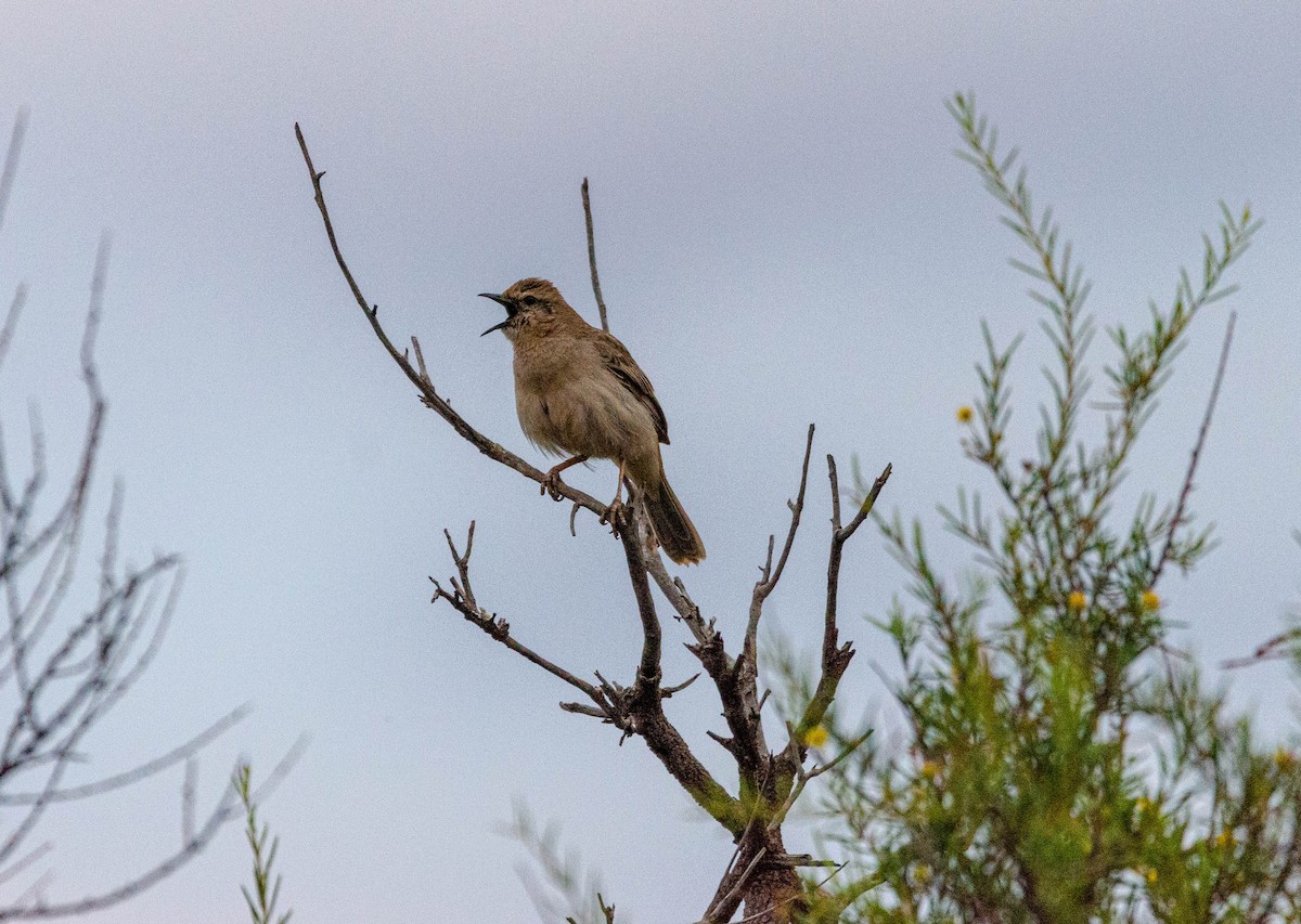 Rufous Songlark - Joaquin Muñoz