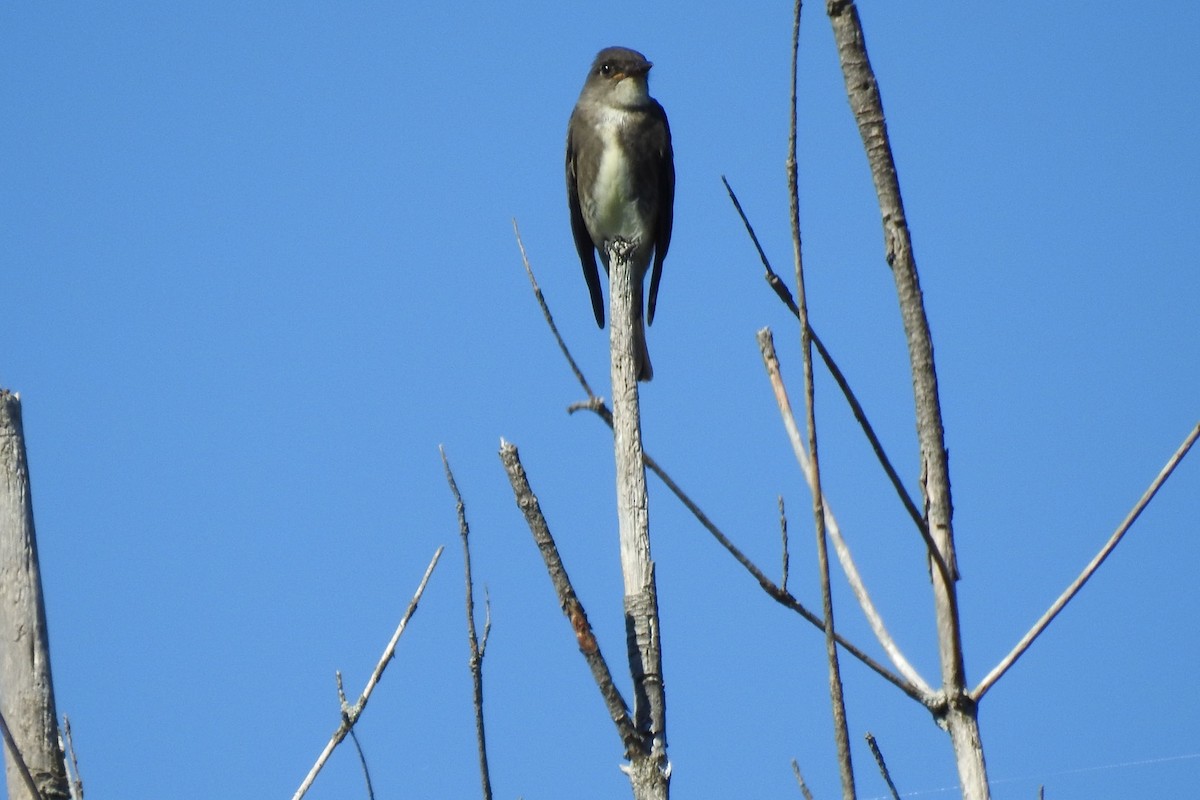 Olive-sided Flycatcher - ML608296469