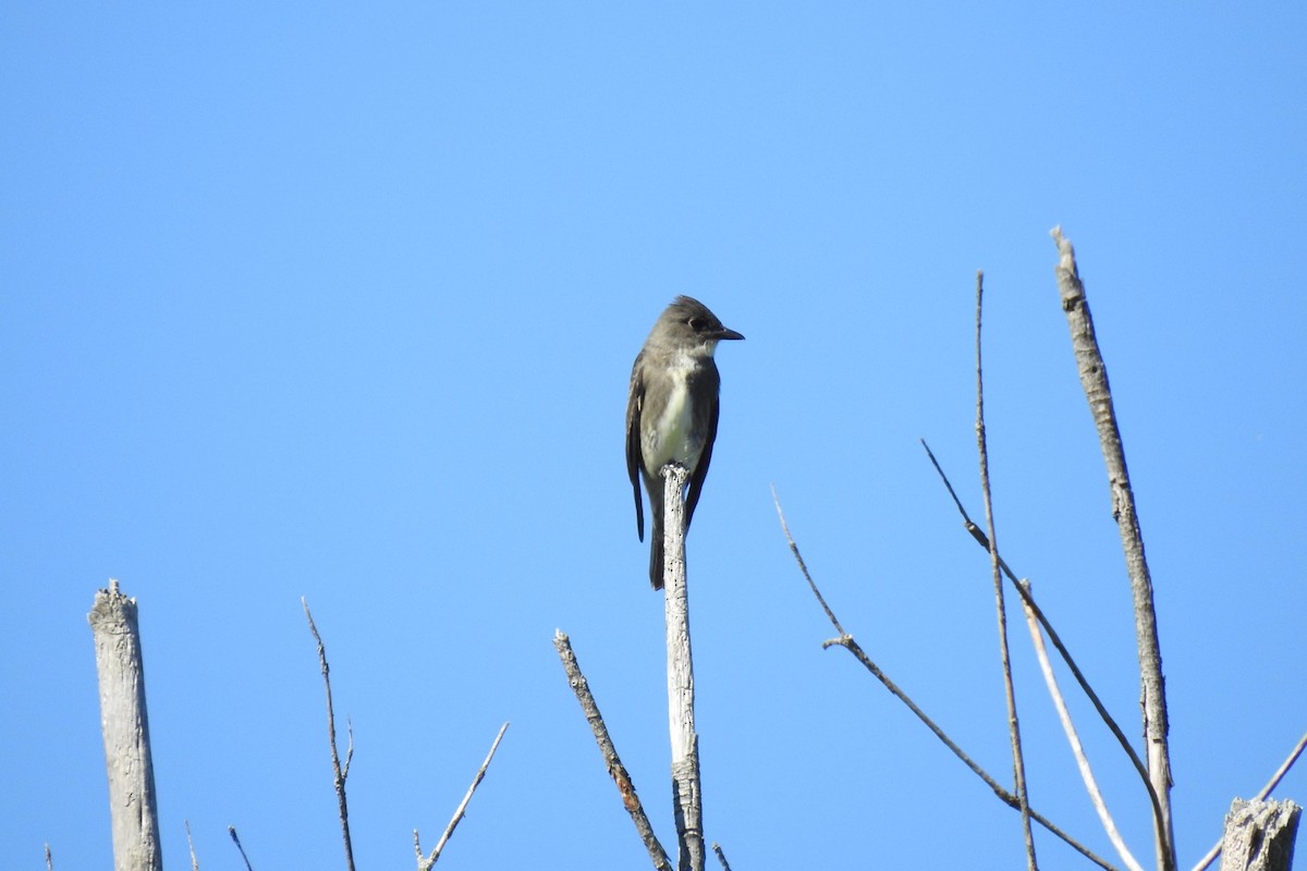 Olive-sided Flycatcher - Dan Belter