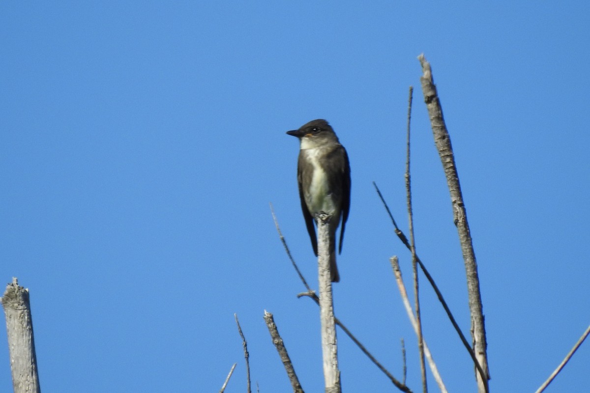 Olive-sided Flycatcher - ML608296473