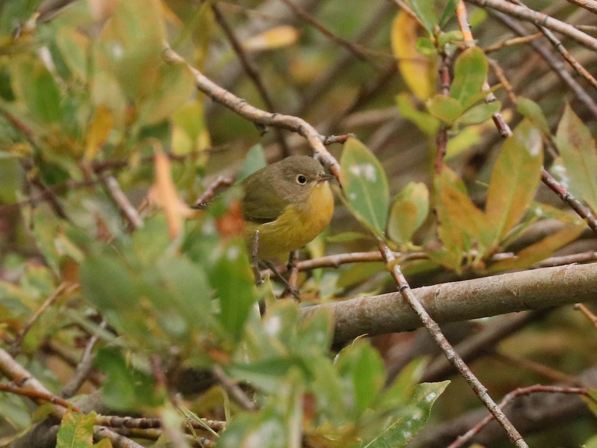 lesňáček rezavokorunkatý - ML608296498